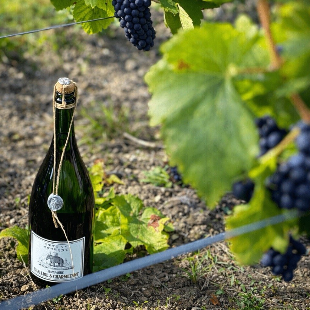 Harvest at Challiol & Charmetant champagne vineyards, Vallée de la Marne