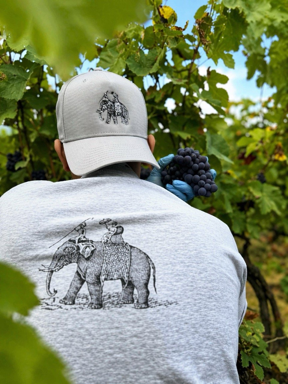 Meunier grapes from Challiol & Charmetant vineyards in Mardeuil, Champagne
